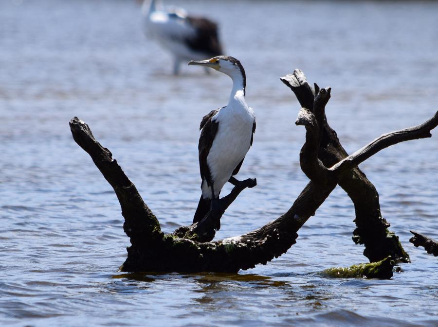 Cormorant pied-0006.JPG